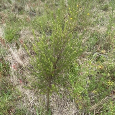 Cassinia sifton (Sifton Bush, Chinese Shrub) at Googong, NSW - 11 Nov 2022 by Steve_Bok