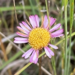 Erigeron karvinskianus (Seaside Daisy) at Googong, NSW - 10 Nov 2022 by Steve_Bok