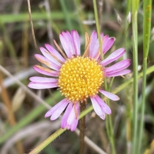 Erigeron karvinskianus at Googong, NSW - 11 Nov 2022