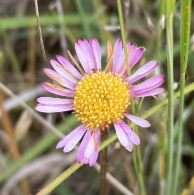 Erigeron karvinskianus (Seaside Daisy) at Googong, NSW - 11 Nov 2022 by SteveBorkowskis