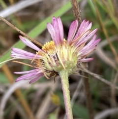 Erigeron karvinskianus at Googong, NSW - 11 Nov 2022 08:33 AM