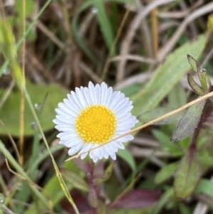 Erigeron karvinskianus at Googong, NSW - 11 Nov 2022