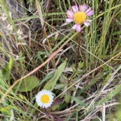 Erigeron karvinskianus at Googong, NSW - 11 Nov 2022