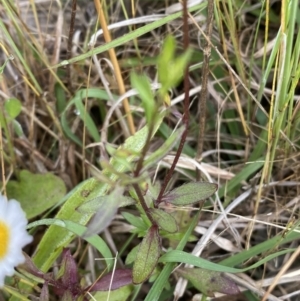 Erigeron karvinskianus at Googong, NSW - 11 Nov 2022 08:33 AM