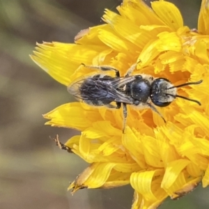 Lasioglossum (Chilalictus) lanarium at Googong, NSW - 11 Nov 2022 08:45 AM