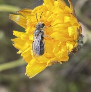 Lasioglossum (Chilalictus) lanarium at Googong, NSW - 11 Nov 2022 08:45 AM