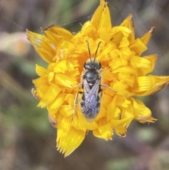 Lasioglossum (Chilalictus) lanarium at Googong, NSW - 11 Nov 2022 08:45 AM