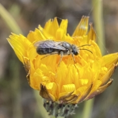 Lasioglossum (Chilalictus) lanarium at Googong, NSW - 11 Nov 2022 08:45 AM