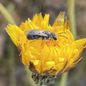 Lasioglossum (Chilalictus) lanarium at Googong, NSW - 11 Nov 2022 08:45 AM