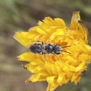 Lasioglossum (Chilalictus) lanarium at Googong, NSW - 11 Nov 2022 08:45 AM