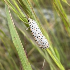 Utetheisa (genus) at Googong, NSW - 11 Nov 2022