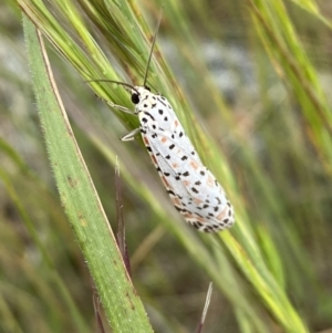 Utetheisa (genus) at Googong, NSW - 11 Nov 2022