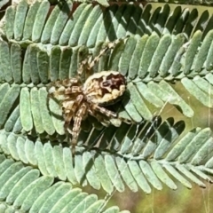 Salsa fuliginata (Sooty Orb-weaver) at Nicholls, ACT - 8 Nov 2022 by KMcCue