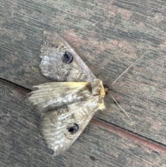 Dasypodia selenophora at Aranda, ACT - 10 Nov 2022