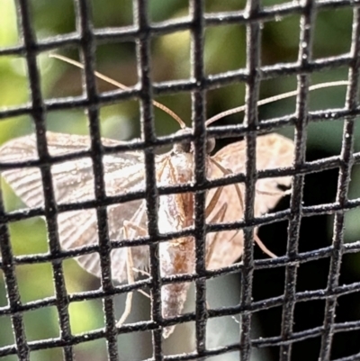 Lepidoptera unclassified ADULT moth (Unidentified - Moth) at Aranda, ACT - 9 Nov 2022 by KMcCue