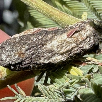 Unidentified gall of Acacia sp. at Nicholls, ACT - 9 Nov 2022 by KMcCue