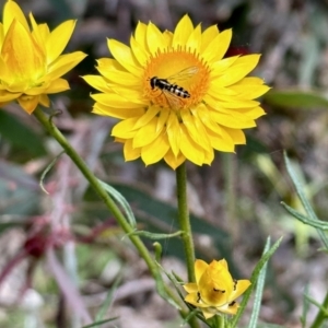 Melangyna sp. (genus) at Nicholls, ACT - 9 Nov 2022 11:59 AM