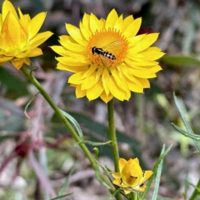 Melangyna sp. (genus) (Hover Fly) at Percival Hill - 9 Nov 2022 by KMcCue