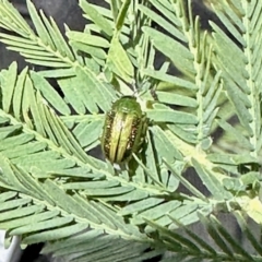Calomela vittata (Acacia leaf beetle) at Nicholls, ACT - 8 Nov 2022 by KMcCue