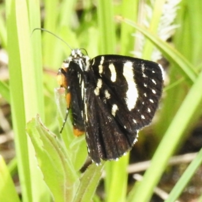 Phalaenoides tristifica (Willow-herb Day-moth) at Booth, ACT - 11 Nov 2022 by JohnBundock