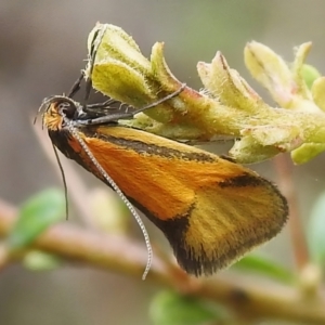 Philobota undescribed species near arabella at Booth, ACT - 11 Nov 2022