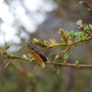 Philobota undescribed species near arabella at Booth, ACT - 11 Nov 2022