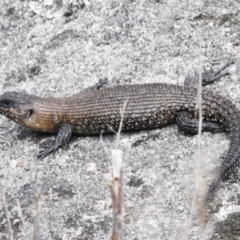 Egernia cunninghami (Cunningham's Skink) at Booth, ACT - 11 Nov 2022 by JohnBundock