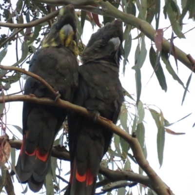 Calyptorhynchus lathami (Glossy Black-Cockatoo) at Mount Majura - 11 Nov 2022 by BenW