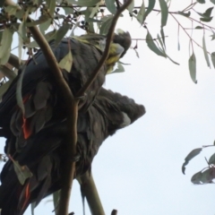 Calyptorhynchus lathami lathami at Hackett, ACT - 11 Nov 2022