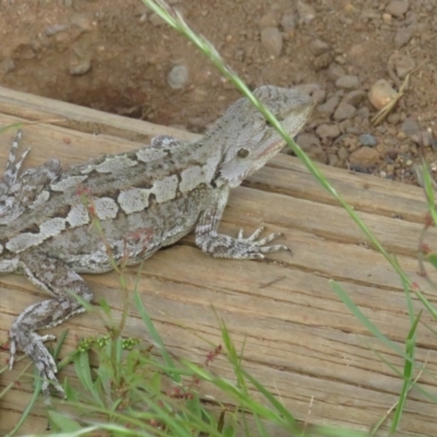 Amphibolurus muricatus (Jacky Lizard) at Mount Majura - 6 Nov 2022 by BenW