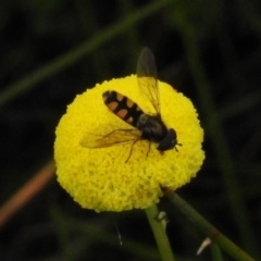 Melangyna viridiceps (Hover fly) at Booth, ACT - 11 Nov 2022 by JohnBundock