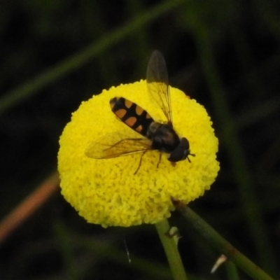 Melangyna viridiceps (Hover fly) at Booth, ACT - 11 Nov 2022 by JohnBundock