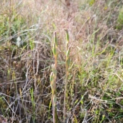 Thelymitra (genus) (sun orchids) at Jerrabomberra, ACT - 11 Nov 2022 by Mike