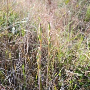 Thelymitra sp. at Jerrabomberra, ACT - suppressed