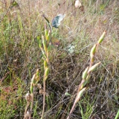 Thelymitra sp. at Jerrabomberra, ACT - suppressed