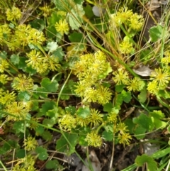 Hydrocotyle laxiflora (Stinking Pennywort) at Jerrabomberra, ACT - 11 Nov 2022 by Mike