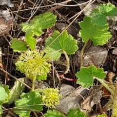 Hydrocotyle laxiflora at Jerrabomberra, ACT - 11 Nov 2022