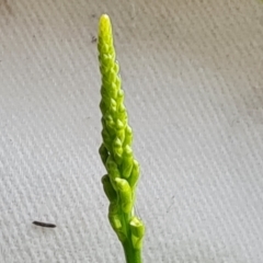 Microtis sp. (Onion Orchid) at Jerrabomberra, ACT - 11 Nov 2022 by Mike