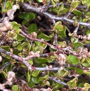 Muehlenbeckia axillaris at Mount Clear, ACT - 9 Nov 2022