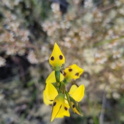 Diuris sulphurea (Tiger Orchid) at Bungendore, NSW - 11 Nov 2022 by clarehoneydove