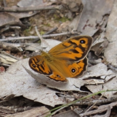 Heteronympha merope (Common Brown Butterfly) at Denman Prospect 2 Estate Deferred Area (Block 12) - 10 Nov 2022 by MatthewFrawley
