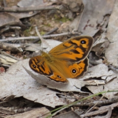 Heteronympha merope (Common Brown Butterfly) at Molonglo Valley, ACT - 10 Nov 2022 by MatthewFrawley