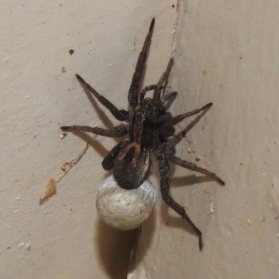Venatrix sp. (genus) (Unidentified Venatrix wolf spider) at Wanniassa, ACT - 10 Nov 2022 by JohnBundock