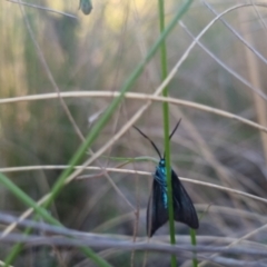 Pollanisus (genus) (A Forester Moth) at Bungendore, NSW - 11 Nov 2022 by clarehoneydove