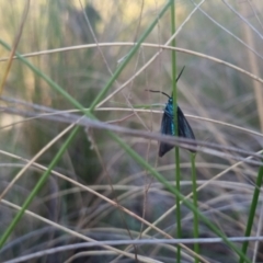 Pollanisus (genus) at Bungendore, NSW - 11 Nov 2022