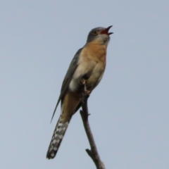 Cacomantis flabelliformis (Fan-tailed Cuckoo) at Stromlo, ACT - 10 Nov 2022 by MatthewFrawley