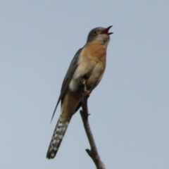 Cacomantis flabelliformis (Fan-tailed Cuckoo) at Stromlo, ACT - 11 Nov 2022 by MatthewFrawley