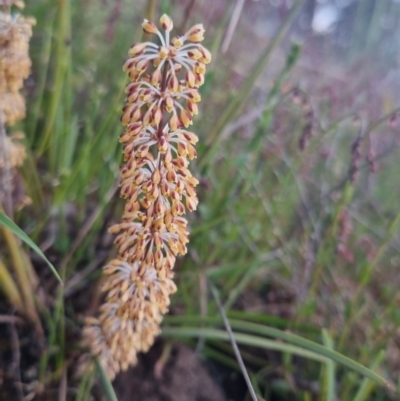 Lomandra multiflora (Many-flowered Matrush) at Bungendore, NSW - 11 Nov 2022 by clarehoneydove