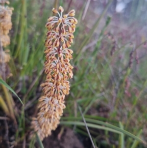 Lomandra multiflora at Bungendore, NSW - 11 Nov 2022