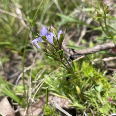Veronica gracilis (Slender Speedwell) at Mount Clear, ACT - 9 Nov 2022 by JaneR
